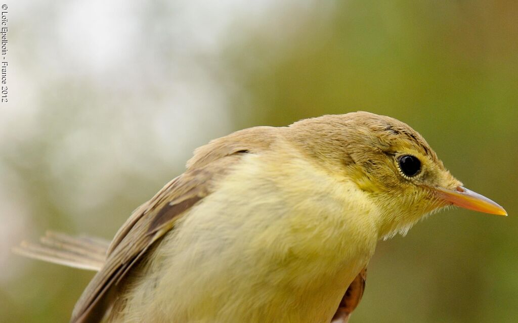 Melodious Warbler