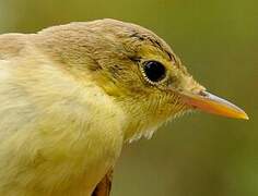 Melodious Warbler