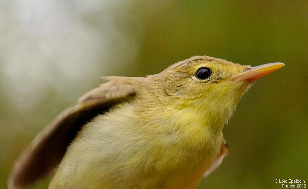 Melodious Warbler