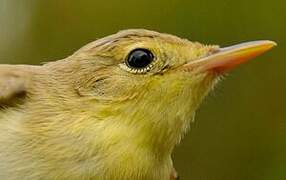 Melodious Warbler