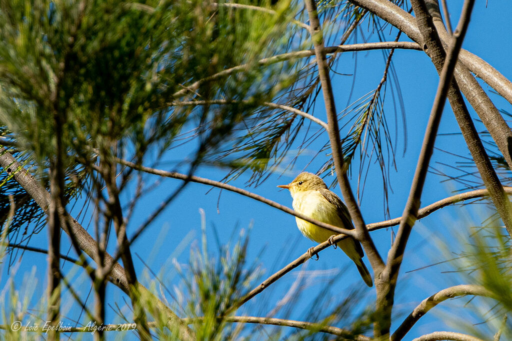 Melodious Warbler