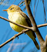 Melodious Warbler