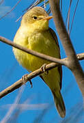 Melodious Warbler