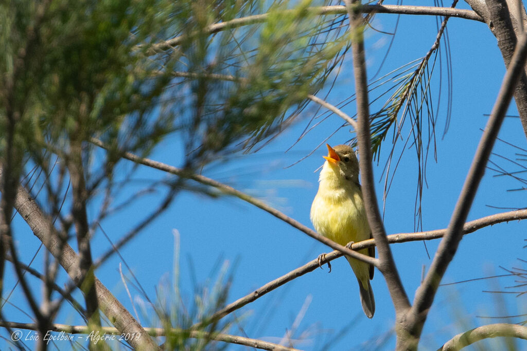 Melodious Warbler