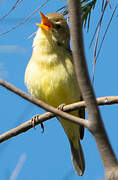 Melodious Warbler