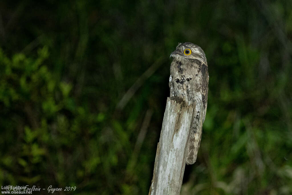 Common Potooadult, identification, fishing/hunting