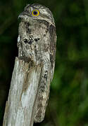 Common Potoo