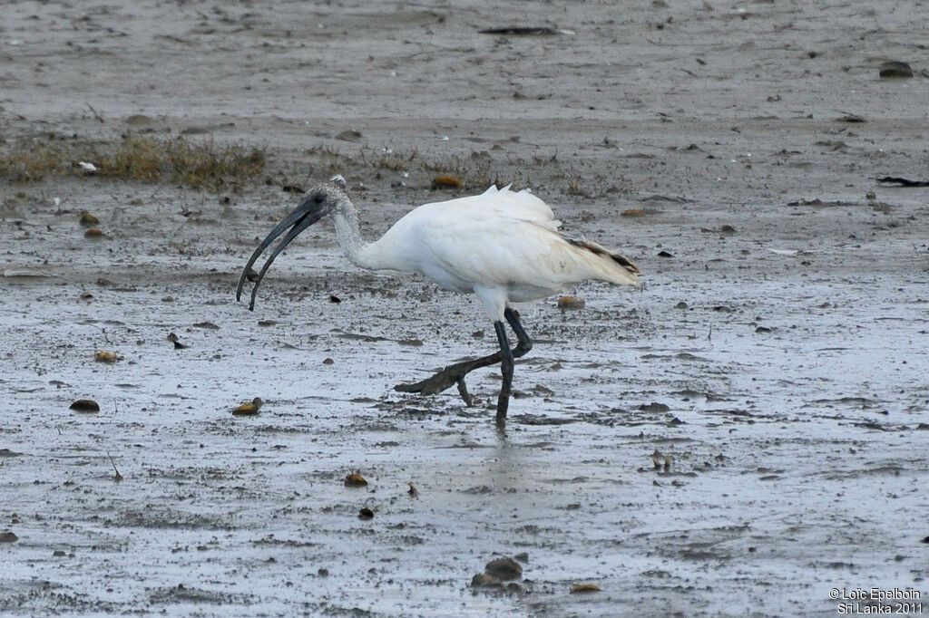 Ibis à tête noire