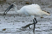 Ibis à tête noire