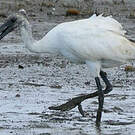 Ibis à tête noire