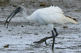 Ibis à tête noire