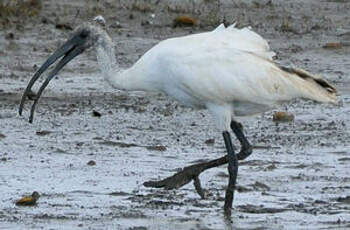 Ibis à tête noire