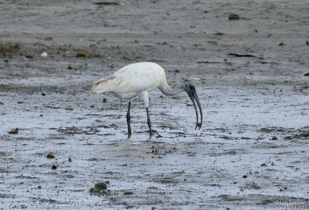 Ibis à tête noire