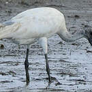 Ibis à tête noire