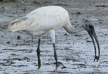 Ibis à tête noire