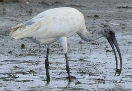 Black-headed Ibis