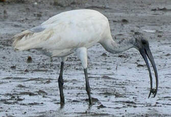 Ibis à tête noire