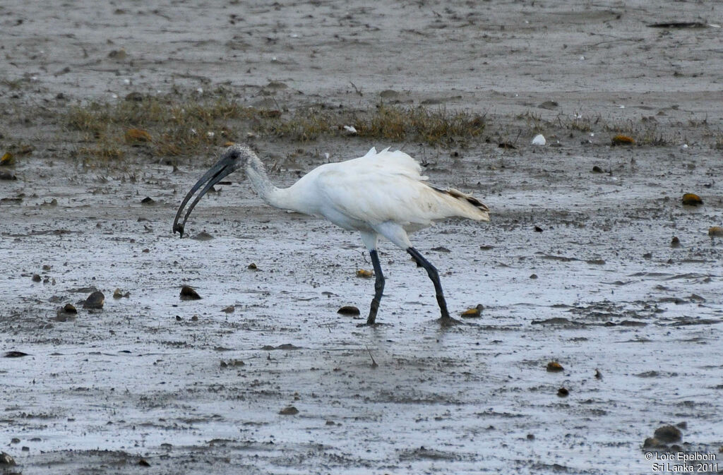 Ibis à tête noire