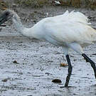 Ibis à tête noire