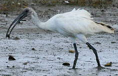 Ibis à tête noire