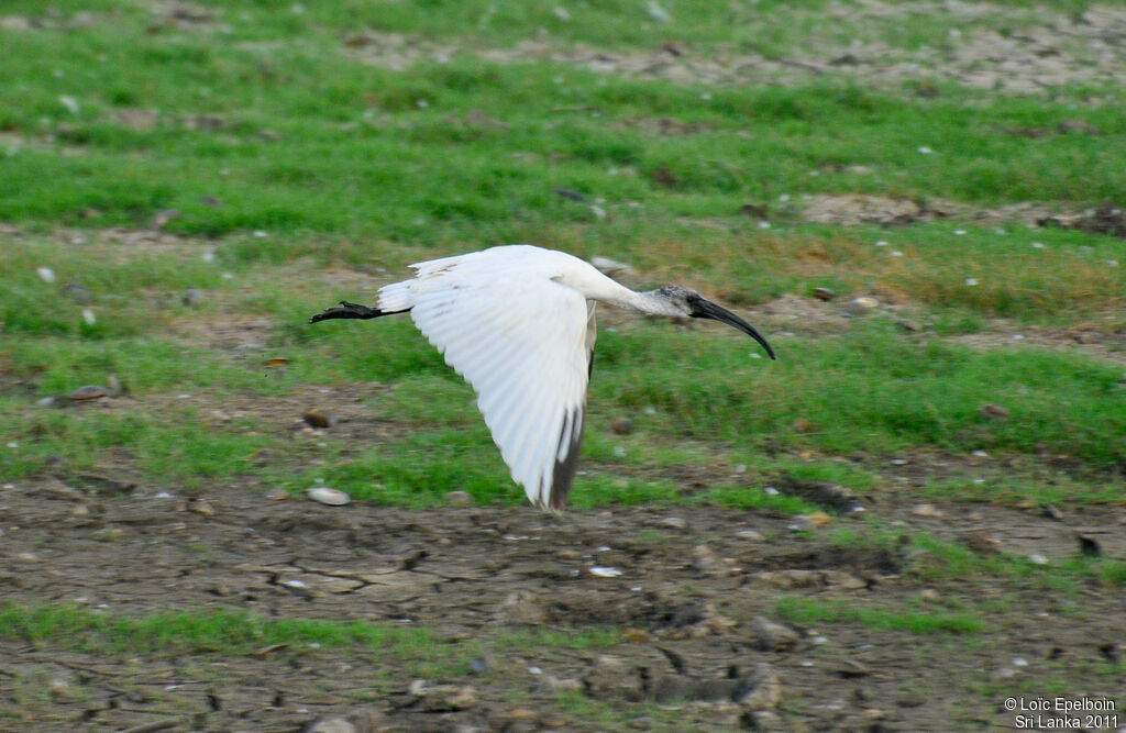 Ibis à tête noire