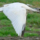Ibis à tête noire