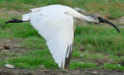 Ibis à tête noire