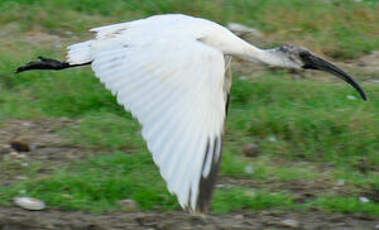 Ibis à tête noire