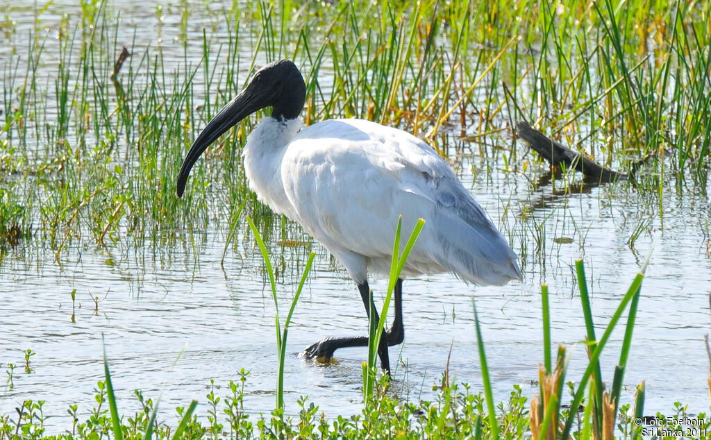 Ibis à tête noire