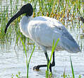 Ibis à tête noire