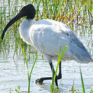 Ibis à tête noire