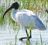 Black-headed Ibis