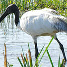 Ibis à tête noire