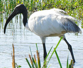 Ibis à tête noire