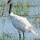 Ibis à tête noire