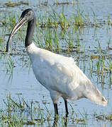 Ibis à tête noire