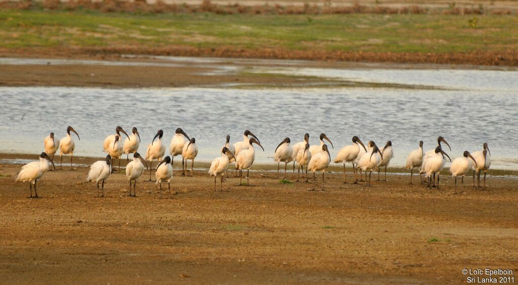 Ibis à tête noire