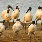 Ibis à tête noire