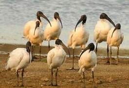 Black-headed Ibis