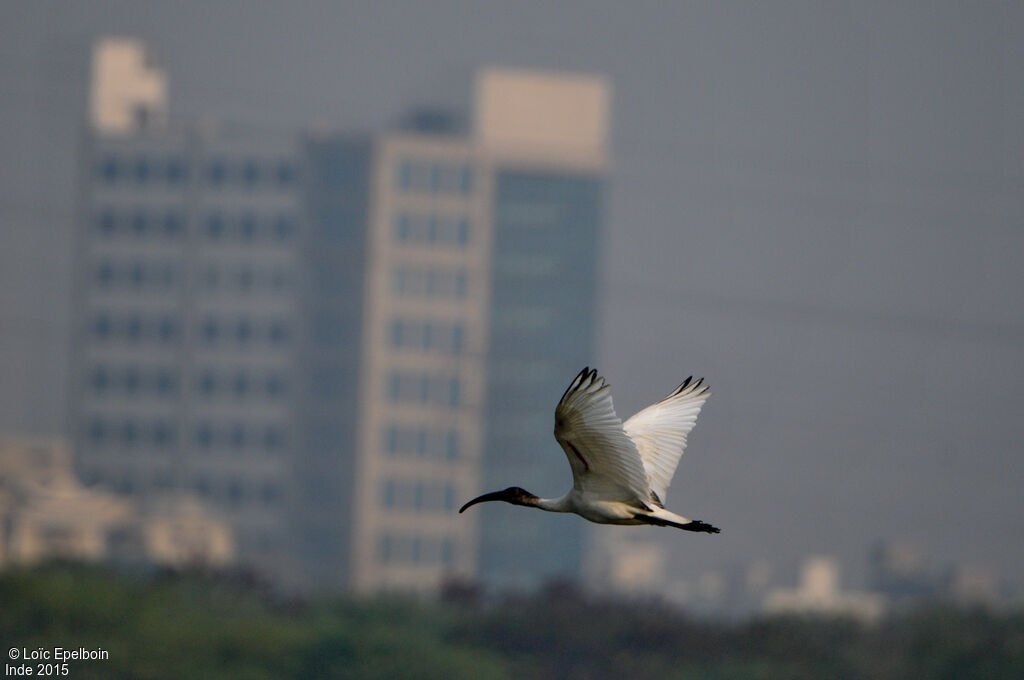 Ibis à tête noire