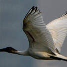Ibis à tête noire