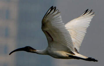 Ibis à tête noire