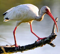 American White Ibis