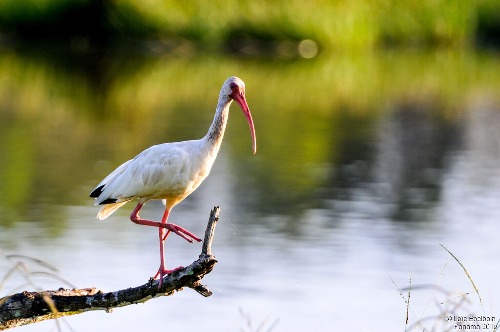 American White Ibis