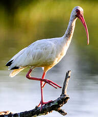 Ibis blanc