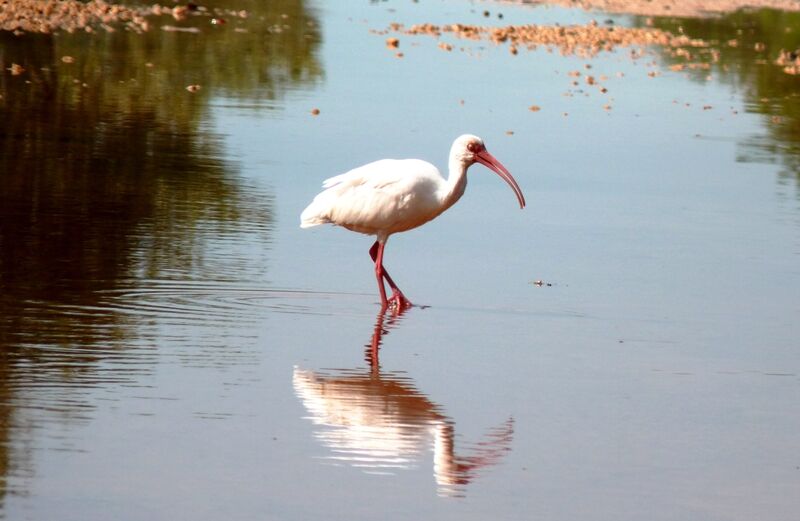 Ibis blanc