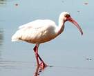 Ibis blanc