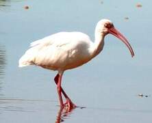 American White Ibis