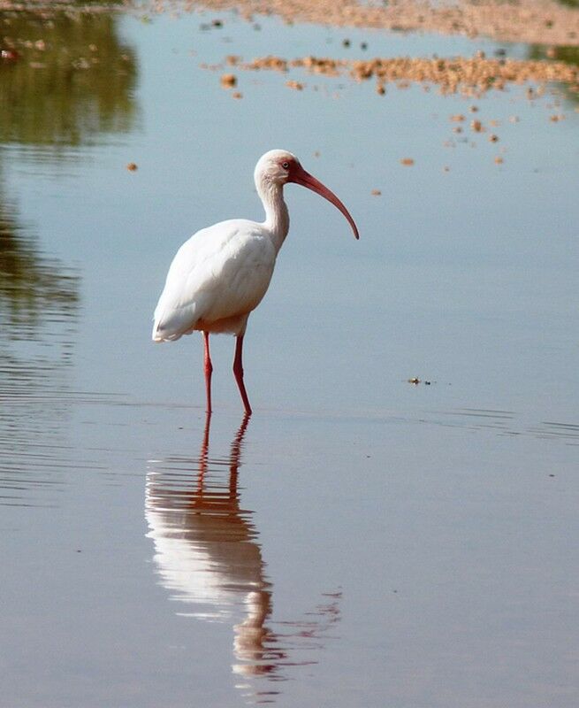 American White Ibis