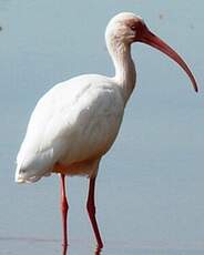 Ibis blanc